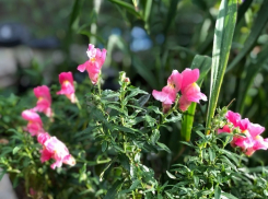 Погода в Шахтах на предстоящие выходные и немного астрономии