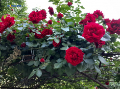 Дождя не будет, погода в Шахтах - ясная