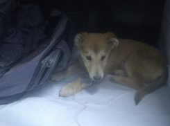 Щенок, которого выбросили в сумке с пиццей и колбасой в Шахтах, погиб