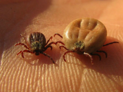 В Шахтах участились случаи укусов клещей