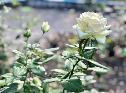 Легкое дыхание лета: погода в Шахтах и приметы