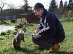 На Дону проведут перепись бобров