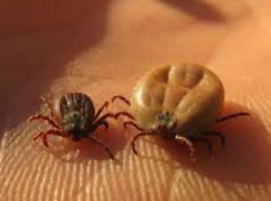 В Ростовской области зарегистрировано 28 больных геморрагической лихорадкой