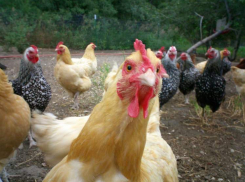 Лжекуровод из Шахт обманул государство на 300 000 рублей