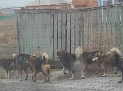 Стая собак пугает жителей поселка Красина в Шахтах 