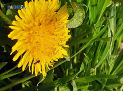 Солнце только с утра и очень тепло днем в среду будет в Шахтах