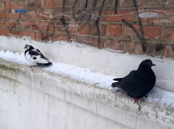 Синоптики обещают дождь со снегом