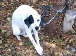 Привязали и оставили умирать собаку в Шахтах