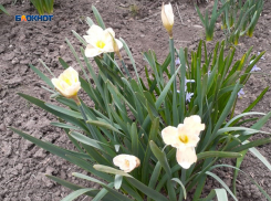 Переменная облачность и уверенные плюсовые значения температуры воздуха ждут шахтинцев сегодня