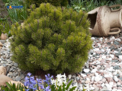 Синоптики обещают шахтинцам дождь и небольшое похолодание