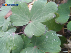 Ветер стихнет, но будет дождливо