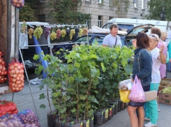 В Шахтах пройдет ярмарка «выходного дня»