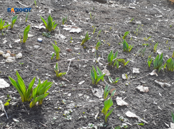 Мороз и солнце: что за весна такая