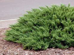 В Шахтах воры выкопали с улиц кусты можжевельника и молодые каштаны