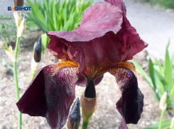 Весна пришла, не за горами – лето: в Шахтах будет по-настоящему тепло