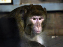 Риск заболеть оспой обезьян у шахтинцев повысился