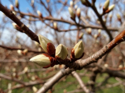 На первых выходных апреля шахтинцев ожидает тепло вместе с дождем