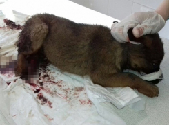 Живодеры в Шахтах оторвали 1,5-месяному щенку хвост и переломали лапы