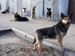  Стая собак покусала 17-летнюю школьницу в Шахтах