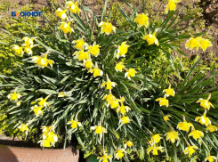 Относительно теплым и безветренным будет в Шахтах воскресенье