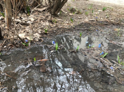 Природа пробуждается: погода в Шахтах и приметы дня