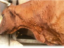 Ростовская областная ветстанция закупила 1,3 миллиона доз вакцин для скота