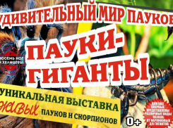 В краеведческом музее города Шахты временно поселились пауки-гиганты и скорпионы