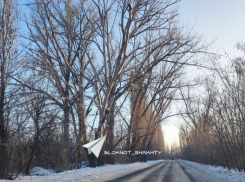 Сухие деревья на Наклонной в Шахтах вот-вот упадут на дорогу