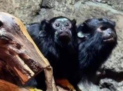 В парке «Лога» в Ростовской области показали подросших малышей-тамаринов