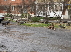 Шахтинцы жалуются на свору собак возле гаражей