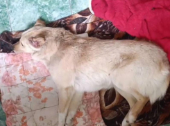 Волонтеры из Шахт спасают собаку, которую избили и ранили выстрелом