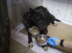 Волонтеры из Шахт спасают собаку с серьезными травмами