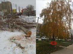 Незаконное уничтожение деревьев шахтинские власти не замечали почти месяц