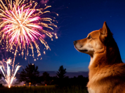 В новогоднюю ночь в Шахтах из своих домов сбежали десятки собак, испугавшись салютов