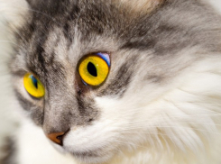 От бешенства умер мужчина