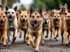 Бездомные собаки пугают жителей района Артём в Шахтах 