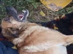 Массово гибнут животные в Шахтах: жители подозревают об отравлении