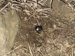 Наркодилерша задержана при попытке забрать крупную партию наркотиков 