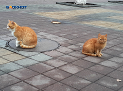 Столбики термометров на плюсовых значениях задержатся