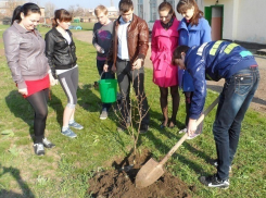 Шахтинские улицы позеленеют