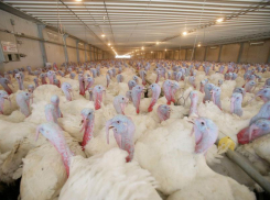 Компания «Евродон» официально прокомментировала ситуацию с изменениями в составе акционеров предприятия