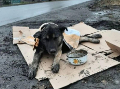 На отлов бродячих собак в этом году выделено более трех миллионов рублей