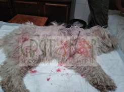 Маленькой, беленькой болонке в Шахтах прибили гвоздями лапы и опалил спину