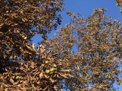  “Берегите сук, на котором сидите”: лунный календарь для шахтинцев