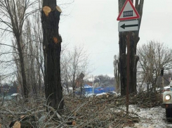 В Шахтах вырубку деревьев на Мечникова объяснили подготовкой к празднованию 80-летия Победы