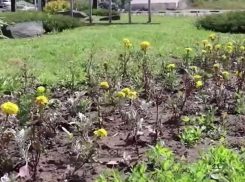 Прошли майские, засохли клумбы: подрядчики высадят новые цветы за свой счет