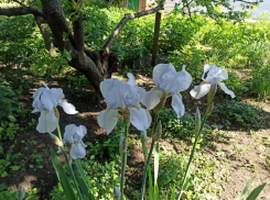 Праздничные даты в июне: сколько выходных дней ожидает шахтинцев 