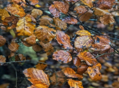 «У осени так много настроений»: погода в Шахтах