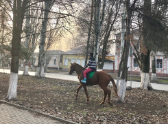 Новый год не мчится?: в Шахтах по-прежнему плюс