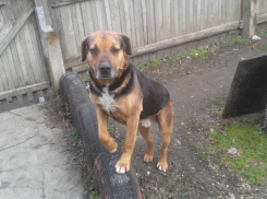 Спустя два года хозяева нашли своего пса, пропавшего в Шахтах 